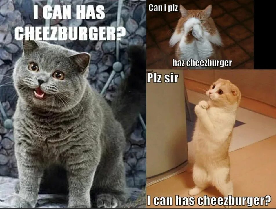 Can i have a drink please. I can has cheezburger мем. мем lolcat. lolcats cheeseburger. can i haz cheeseburger cat.