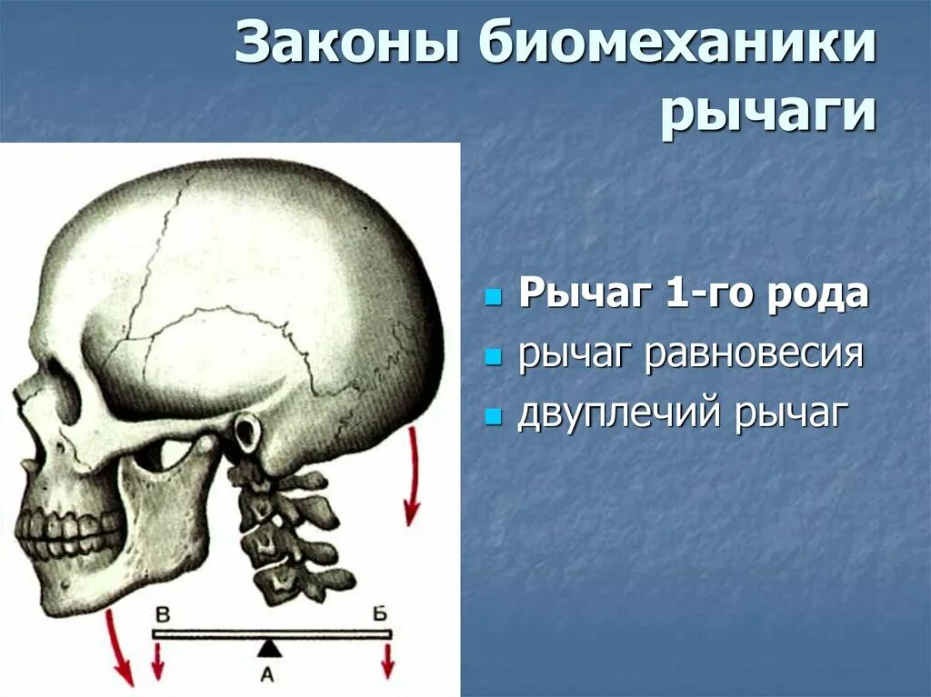 2 рычаг в скелете человека. Рычаг 1 рода в биомеханике. Рычаг 2 рода в биомеханике. Рычаг первого рода анатомия. Рычаг череп.