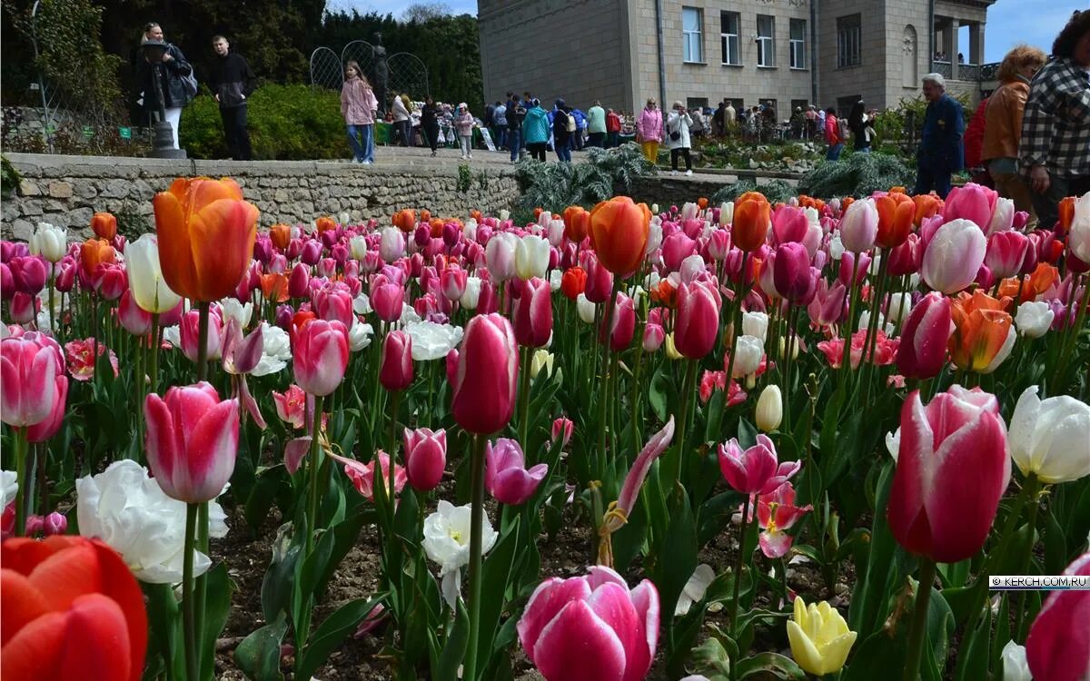 Тюльпан парад. Тюльпан парад. Тюльпан ковров. Тюльпан парад. Никитский ботанический сад парад тюльпанов.