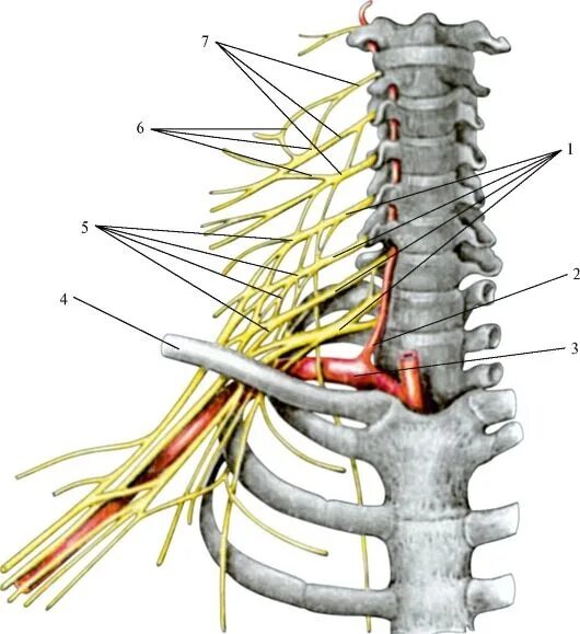 Шейные корешки иннервация. Шейный отдел нервы анатомия. Иннервация шейного отдела. Plexus brachialis анатомия.