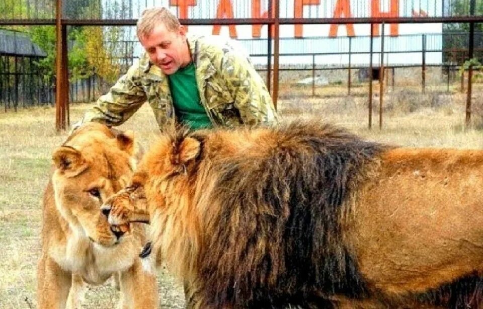 Парк тайган в крыму последние новости. Парк Львов Тайган. Тайган сафари парк. В парке Львов "Тайган"в Крыму.