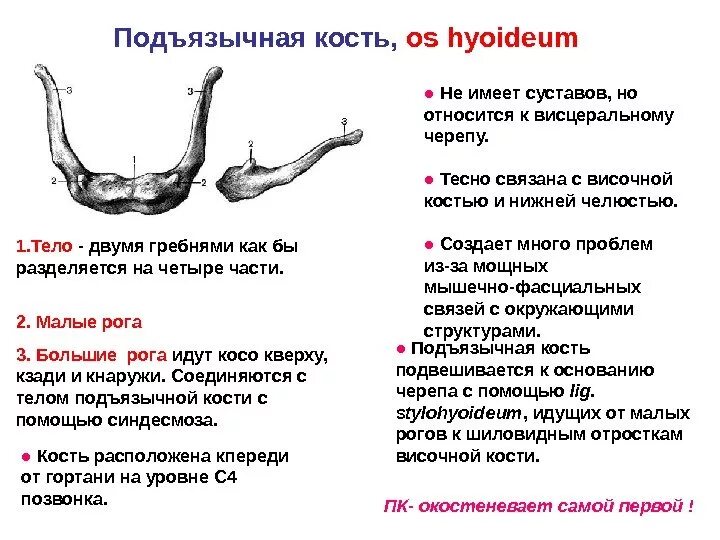 Большие и малые рога на латинском