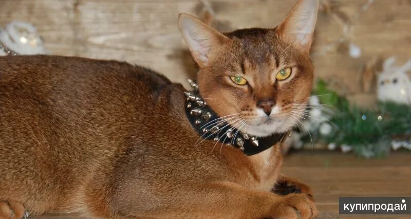 朝 思 пиомник породы чаузи Sunrise chausie cat kitten купить продажа котята больша