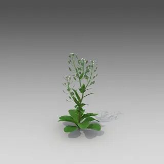 Green bell