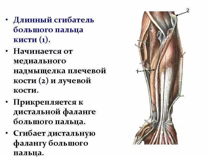 Мышцы сгибатели голеностопного сустава. Задняя группа мышц голени анатомия глубокий слой. Длинный сгибатель и разгибатель большого пальца стопы. Лучевой сгибатель запястья мышца функции. Мышца которая сгибает конечность в дистальном.