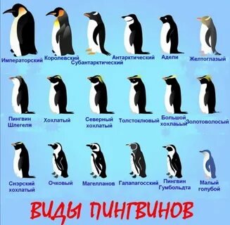 Сколько существует пингвинов