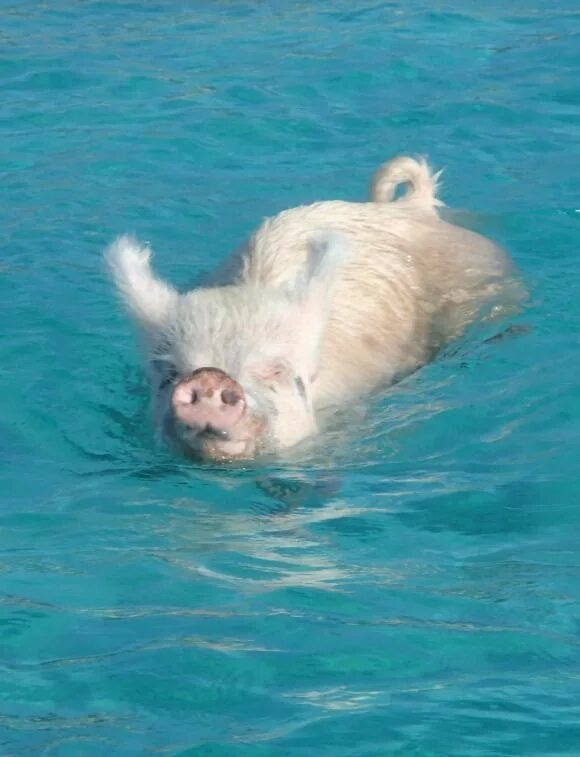Свинка плавает. Свинья плавает. Свинья плывет. Умеют ли свиньи плавать.