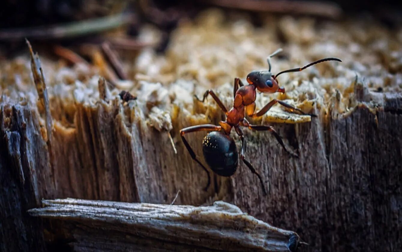 Рыжий Лесной муравей Муравейник. Муравейник рыжих лесных муравьёв. Черноголовый муравей. Фараоновые муравьи Муравейник. Ящерица муравьи