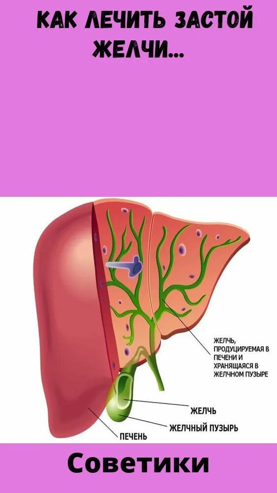 Застой в печени симптомы. Застой желчи в желчном пузыре.