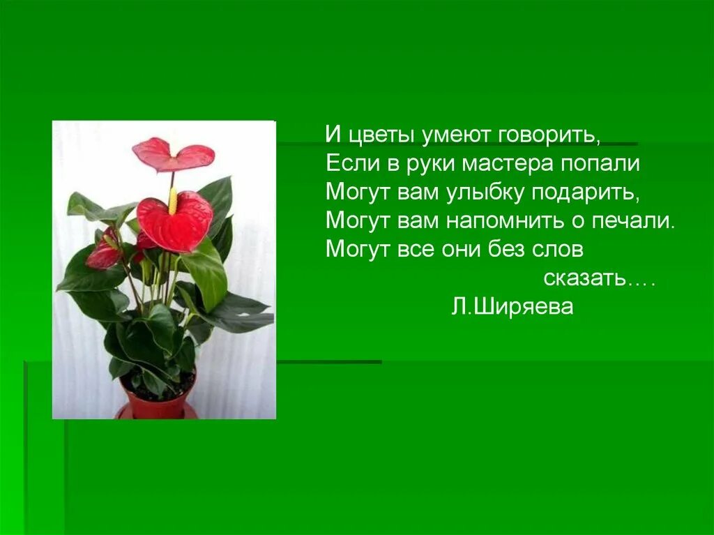 Цветы умеют говорить. Какое растение умеет говорить. Цветы умеют рассказать о цветах. Разговаривайте с растениями.