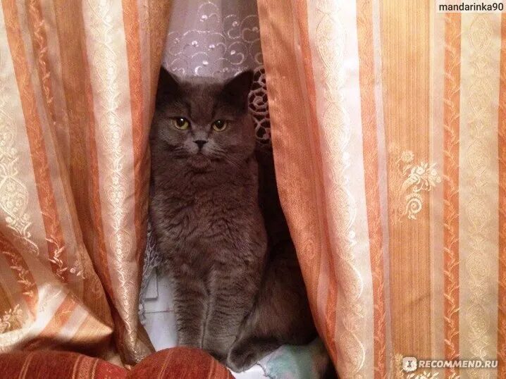 Кошки на которых нет аллергии. Коты не вызывающие аллергию. кот который не вызывает аллергию. какие кошки не аллергенные.