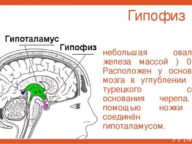 Гипоталамус гипофиз эпифиз. Где расположен гипофиз в голове. Гипофиз и гипоталамус где находится у человека.