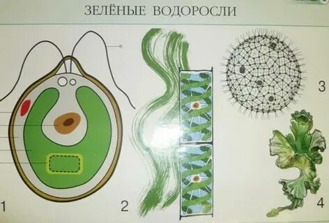 Урок зеленые водоросли