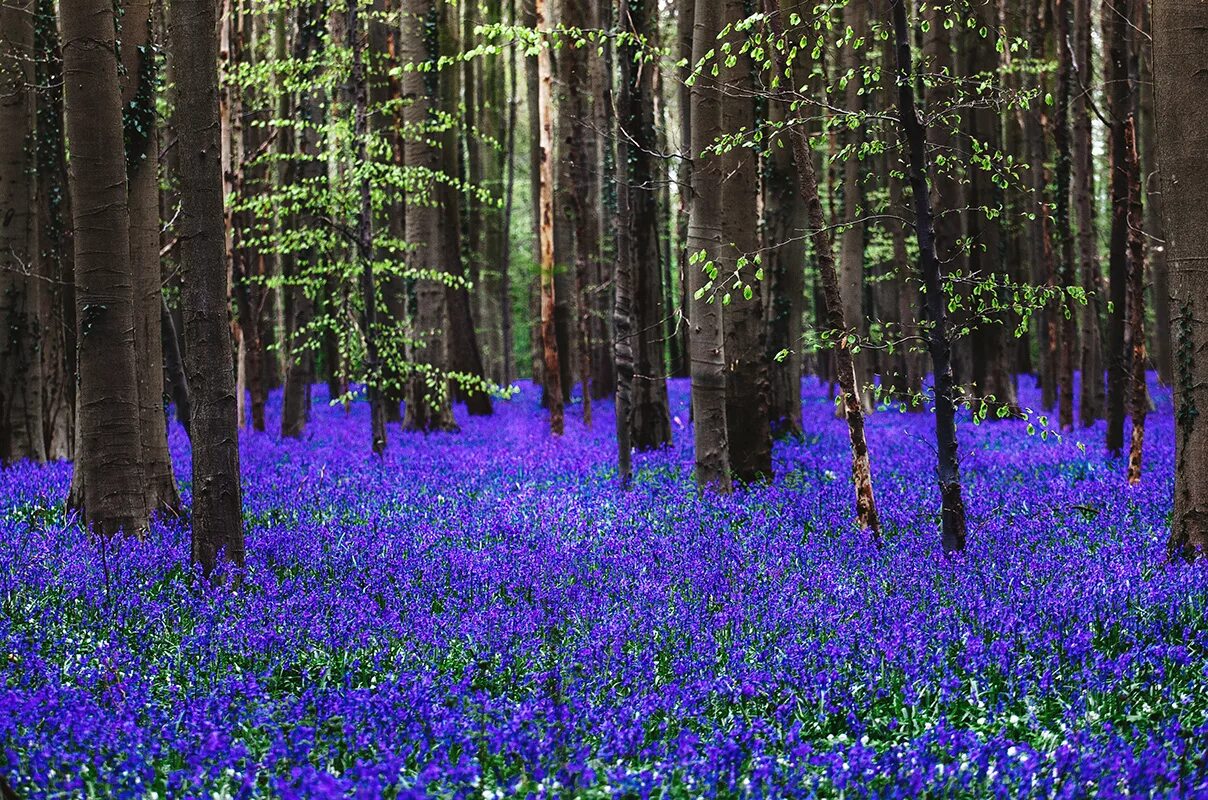 На поляне растут синие цветы. Халлербос Бельгия. Лес Халлербос. Сказочный лес Халлербос Бельгия. Синий лес Халлербос.