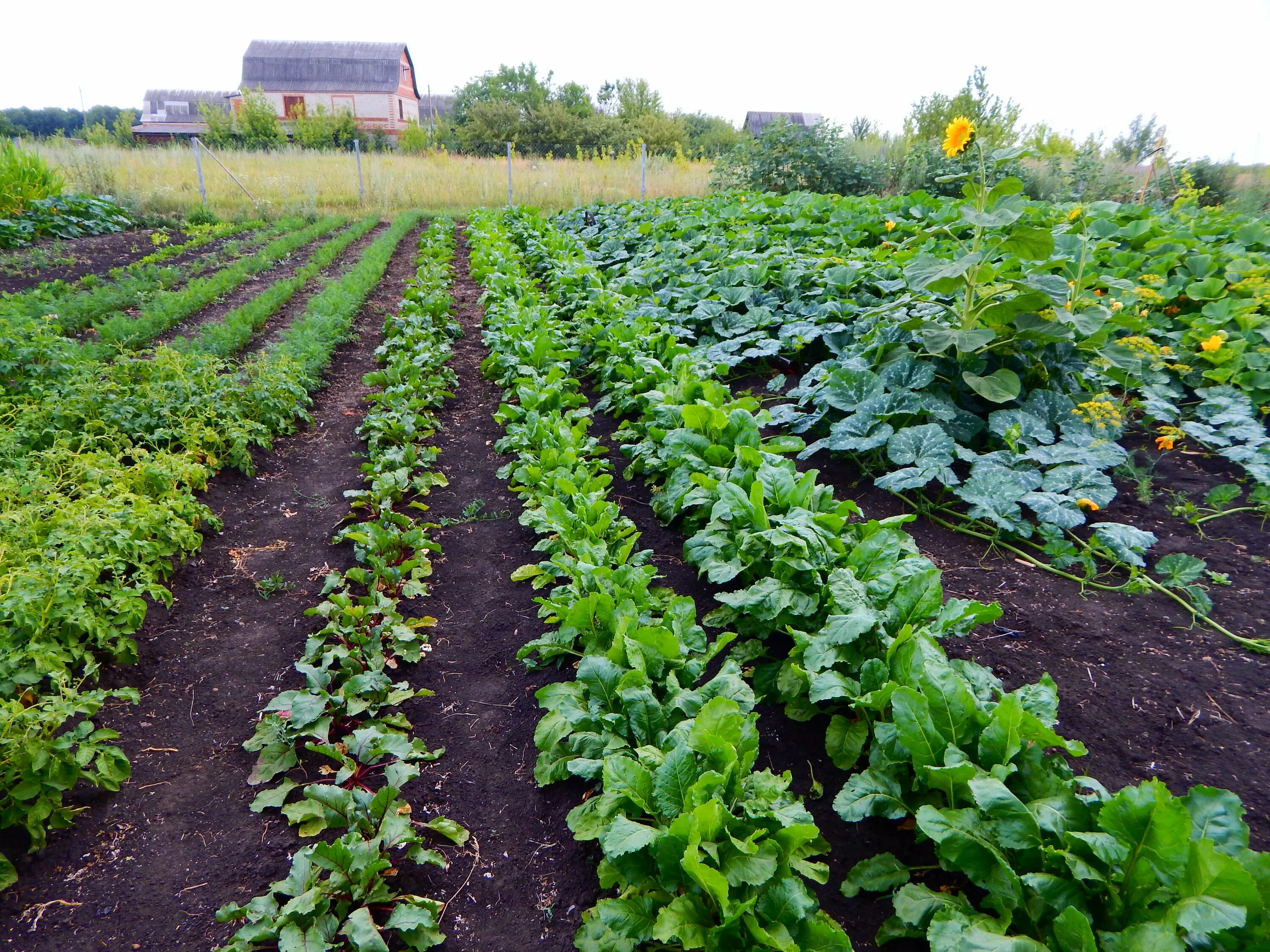 смешанные грядки. грядки овощей огород. летний огород. грядки-клумбы мавританский дворик. красивые овощные грядки.