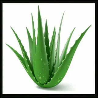 Barbadensis leaf