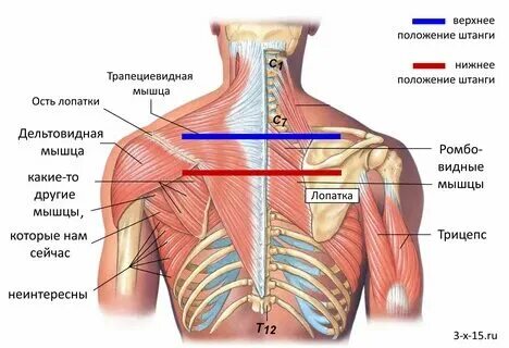 Почему под левой лопаткой