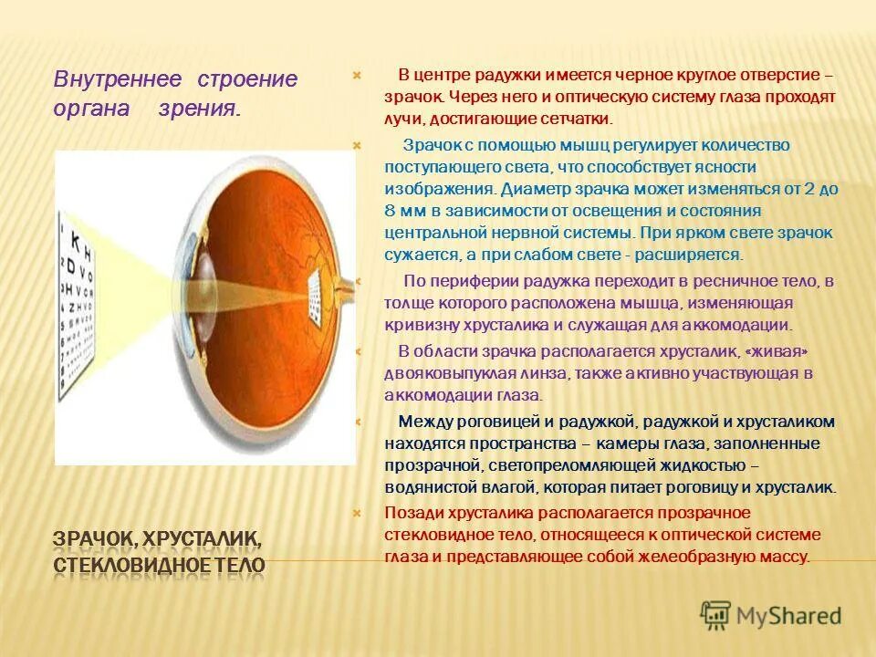 мышцы регулирующие зрачок. функция мышцы-сфинктера зрачка. мышцы регулирующие зрачок. круговая мышца зрачка. мышца расширяющая зрачок.