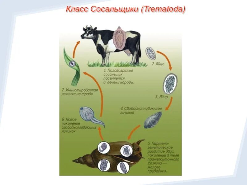 Печеночный сосальщик диагностика. Цикл развития печеночного сосальщика биология. Цикл жизни печеночного сосальщика. Жизненный цикл печеночного сосальщика. Цикл развития печеночного сосальщика схема.