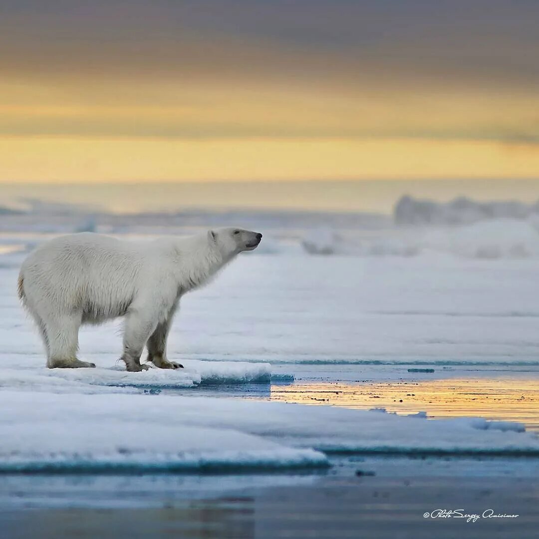 Арктические пустыни животные белый медведь. Белые медведи арктических пустынь россии. Зона арктических пустынь белый медведь. Белый медведь ледовитый океан. Арктические пустыни животные белый медведь.