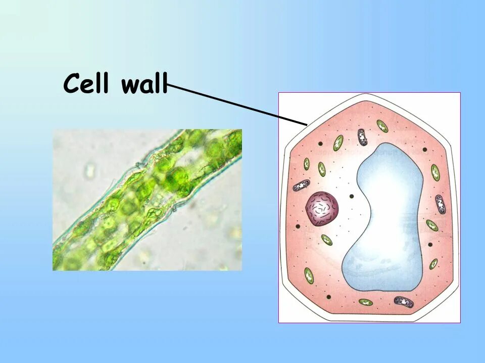 Cell Wall. Function of Cell Wall. Картинки Cell Wall. Cryptophyta клеточная стенка.