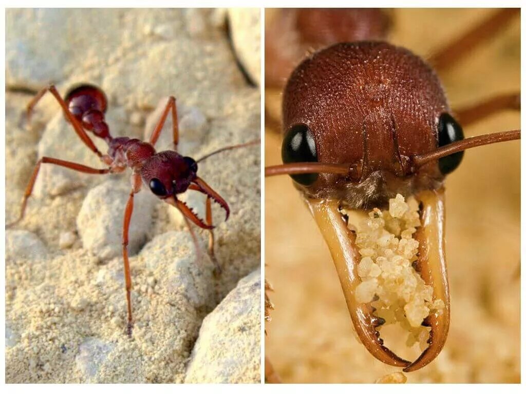 Муравей атта самка. Муравейник муравьёв бульдогов. Разные виды муравьев. Муравьи разные виды.