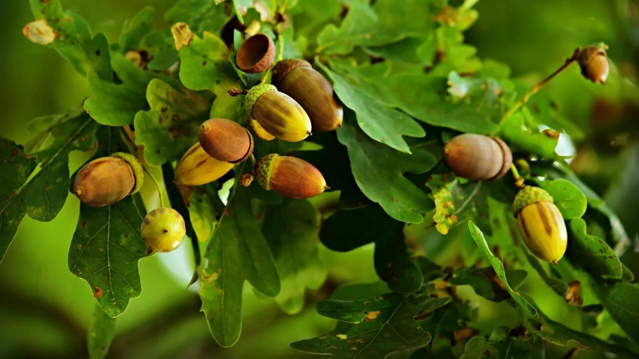 Дуб плоды и семена. Дуб остролистный желуди. Quercus robur желудь. Желудь плод дуба. Дуб каштанолистный желуди.