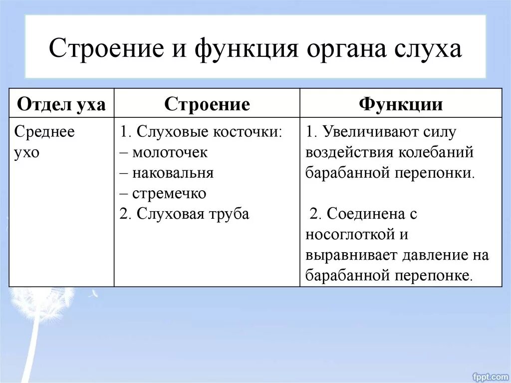 Строение и функции слуховой трубы таблица. Строение и функции органа слуха. Среднее ухо строение и функции. Строение и функции отделов уха.