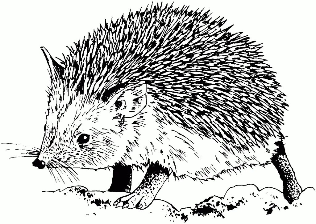 Hedgehog Coloring Pages - Best Coloring Pages For Kids Animal coloring pages, Co