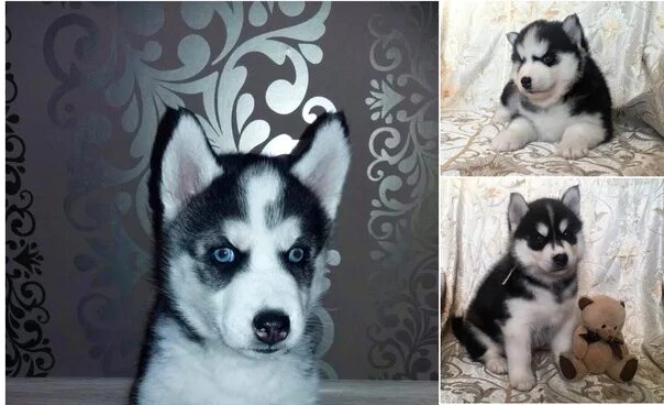 Купированный хаски. Кому нужна хаски в добрые руки. Сибирский хаски в ваче в добрые руки. Хаски собака дурак продается. Хаски даром.