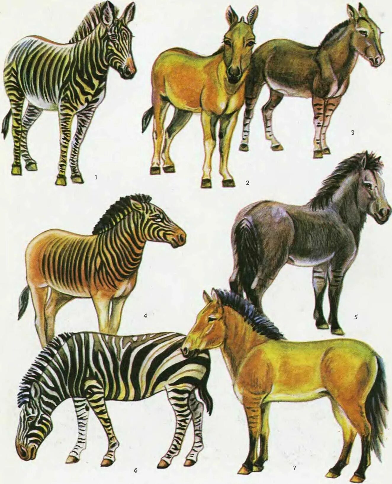 Кулан, лошадь пржевальского, осел. Непарнокопытные среда обитания. Непарнокопытные ослы. Equus africanus. Семейство лошади отряд непарнокопытные.