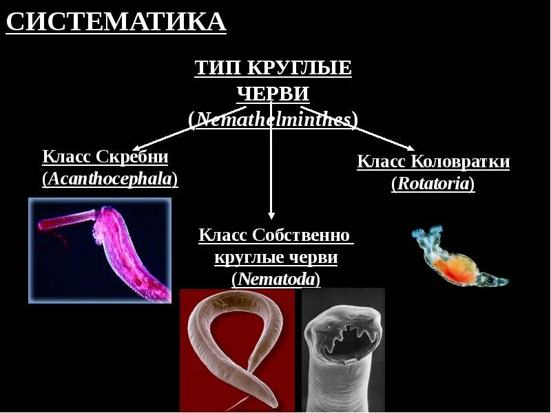 Три класса червей