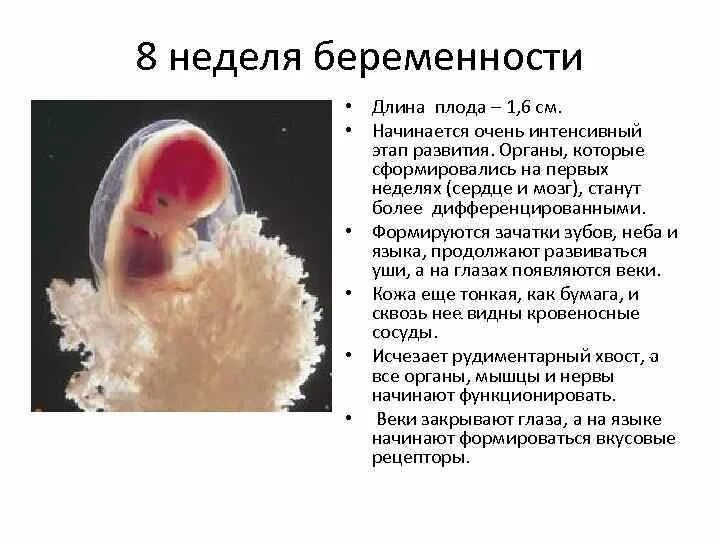 Ребенок ребенка 6 8 недель. Эмбрион на 8 неделе акушерской беременности. Каков размер плода 8 недель. Размер плода на 8 неделе беременности.