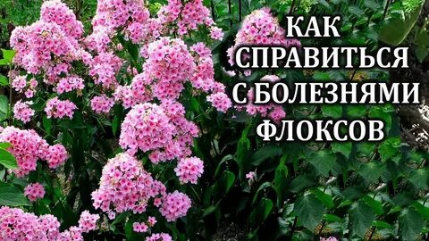 Обработка флоксов от мучнистой
