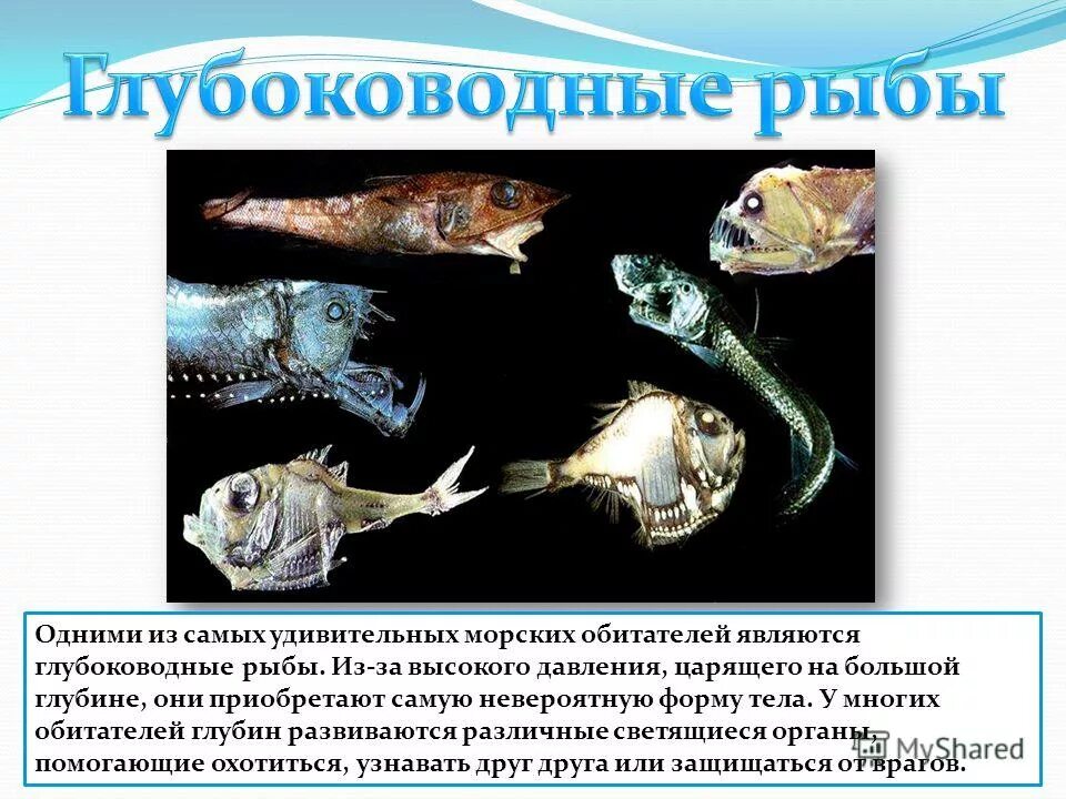 Рыба какой организм. Глубоководные рыбы. Сообщение о глубоководных рыбах. Интересные факты о глубоководных обитателях. Обитатели глубин.