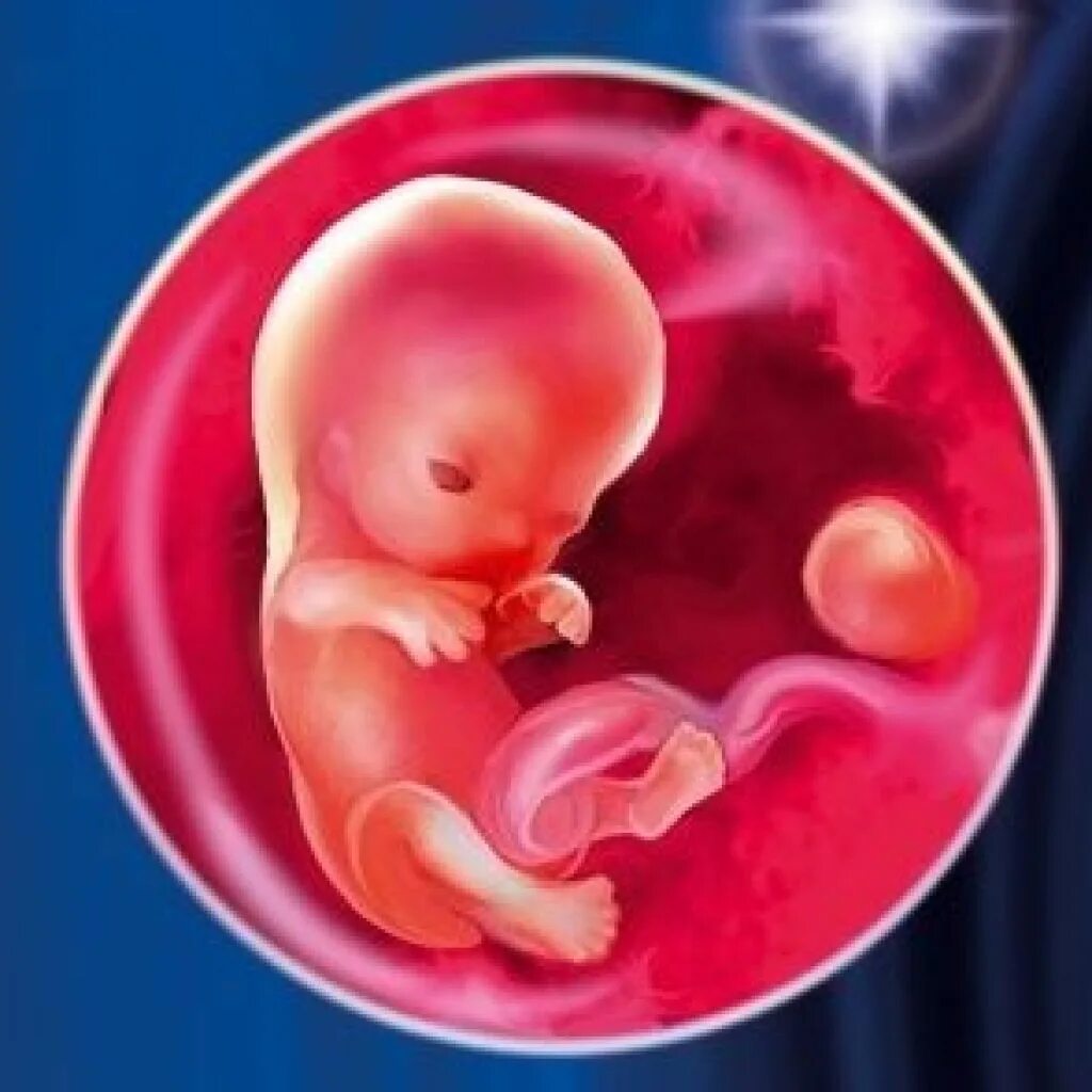 9 неделя развития плода. Фото плода по неделям беременности 8 недель. 8 Недель беременности фото плода. Эмбрион 7-8 недель фото беременности. Эмбрион на 8 неделе беременности.