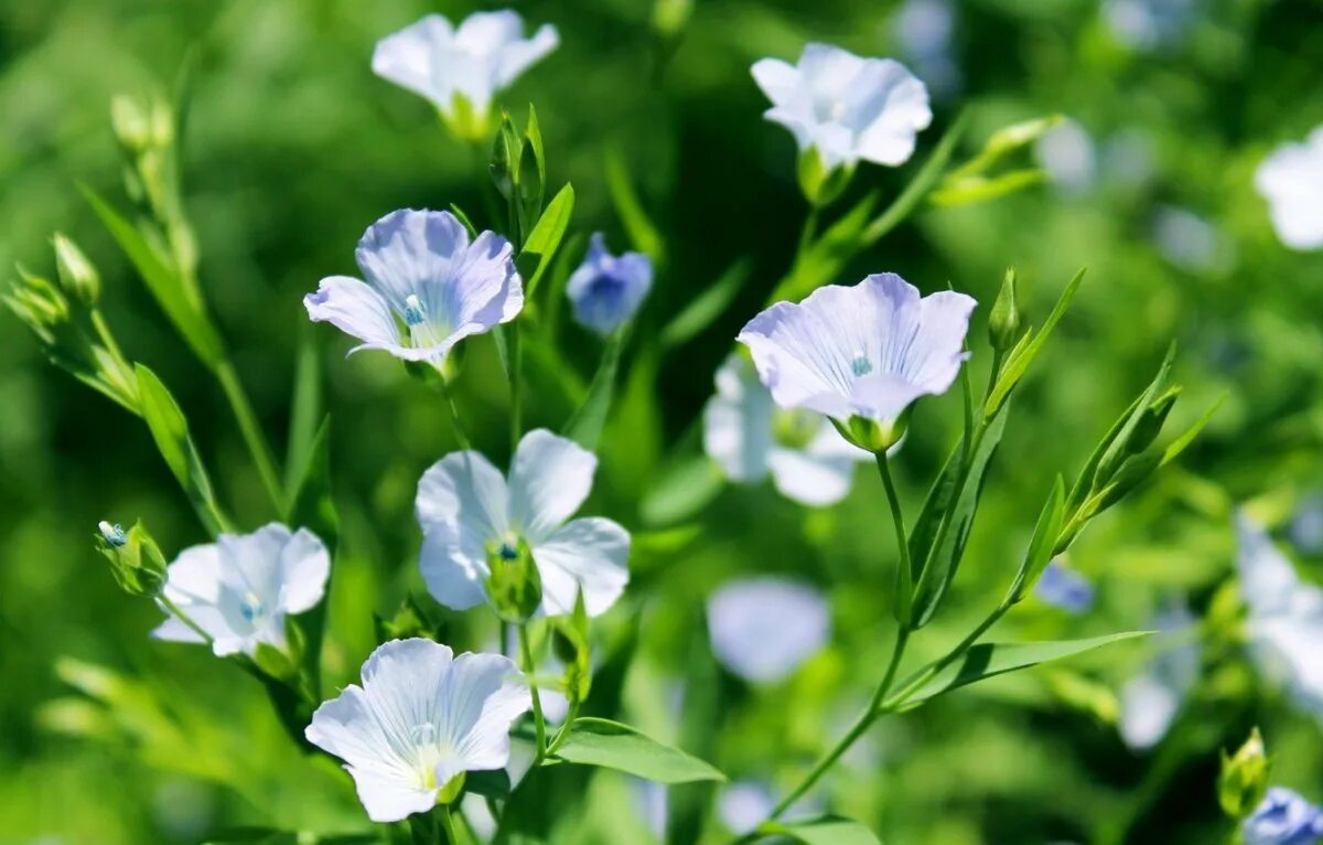 Лен сен. Flax Green растение. Лён обыкновенный. Белый лен цветы. Лен цветет.