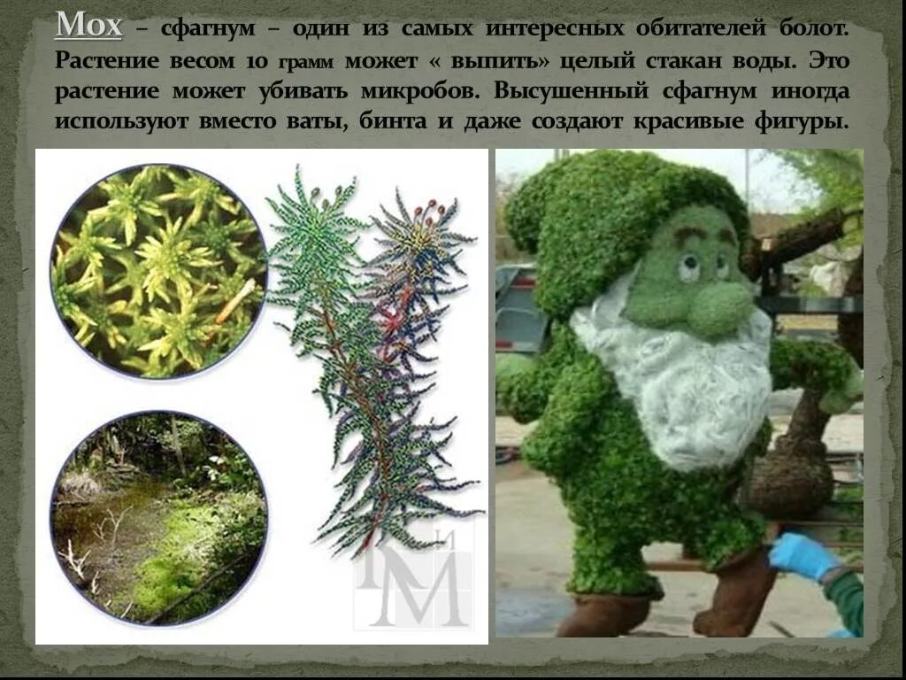 Мох проект 3 класс Использование мхов проект
