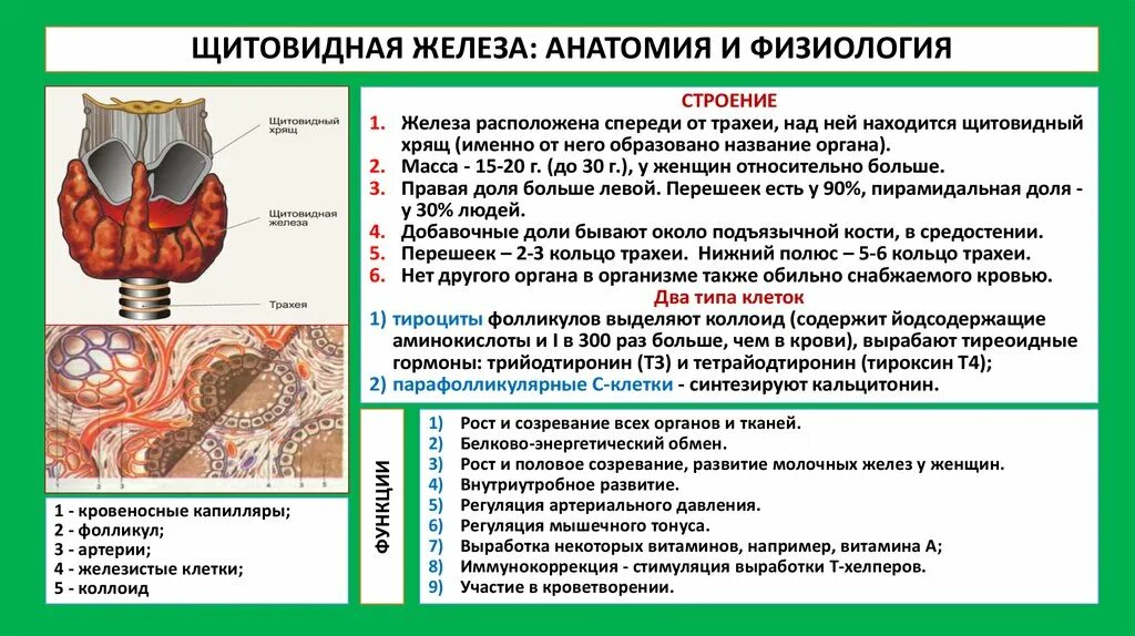 В какую систему входит щитовидная железа