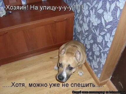Смешная картинка собаки надписью