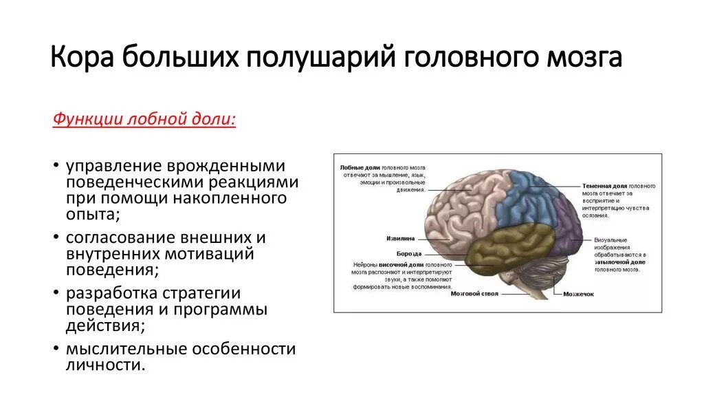 Структура и функции больших полушарий. Функции долей головного мозга неврология. Функции лобной доли больших полушарий головного мозга.