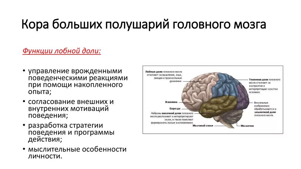 Большие полушария функции таблица. Функции долей головного мозга неврология. Функции лобной доли больших полушарий головного мозга.