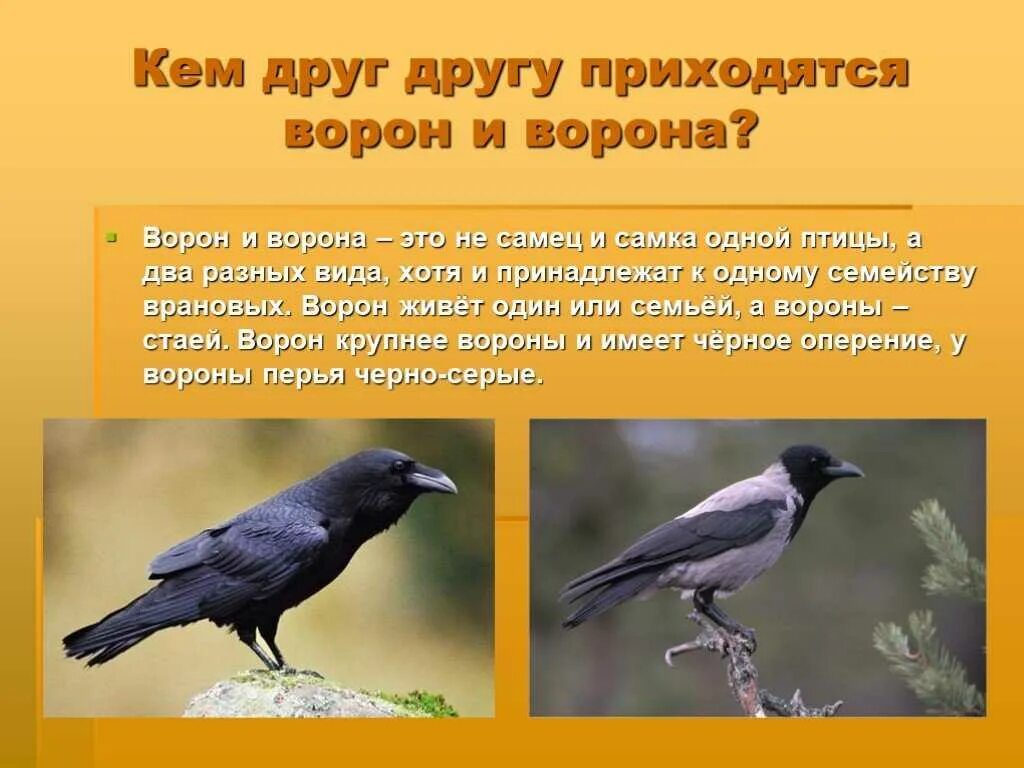 Птицы вороны самки и самцы. Ворон и ворона. Ворон и ворона это разные птицы. Ворон и ворона это разные птицы или нет. Как отличить грача