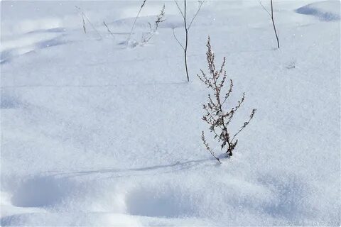 Much snow