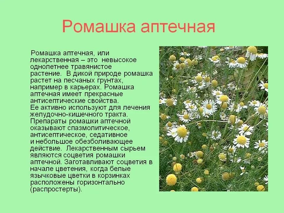 Семейство сложноцветные ромашка аптечная. Поле с ромашкой аптечной. Наследие природы ромашка аптечная. Ромашка аптечная от чего помогает отзывы. Ромашка лекарственная описание.