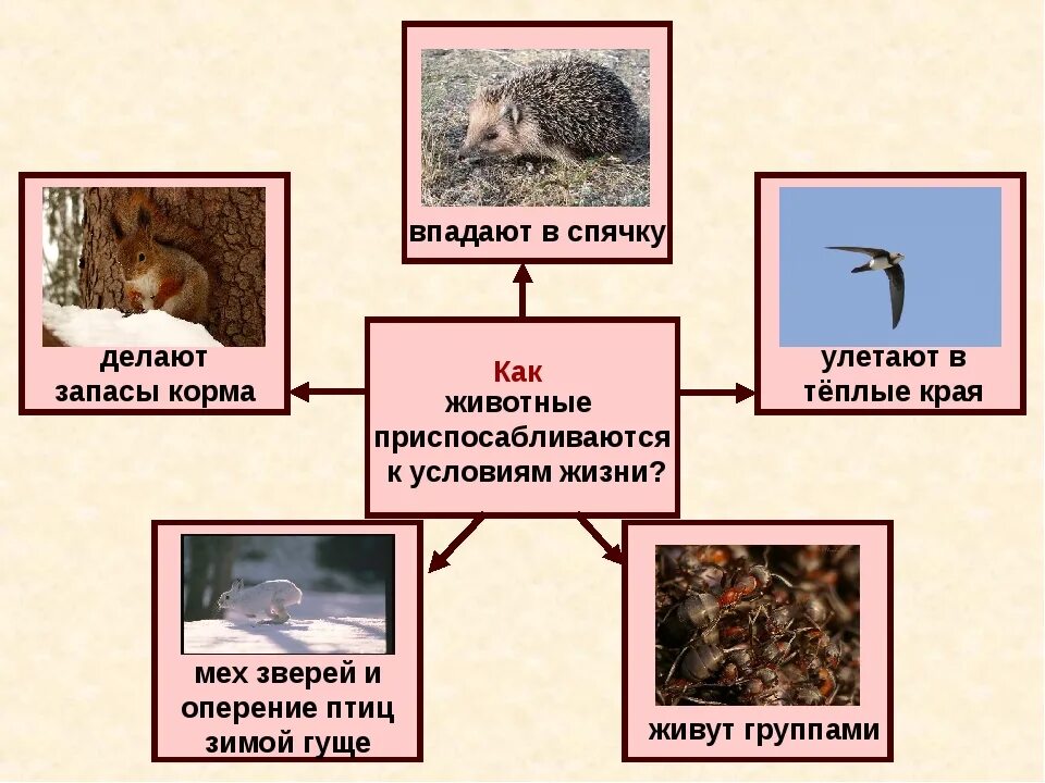 Приспособление животных к зиме. Приспособление животных к условиям. Как животные приспосабливаются к зиме. Приспособление животных к условиям жизни. Приспособление живых организмов в лесу