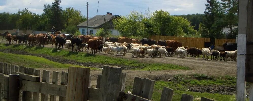 Ганновка одесский район. Генераловка Одесский район Омская область. Деревня Генераловка. Генераловка Одесский район озеро. Водоем в селе Генераловка Одесский район , Омской области.