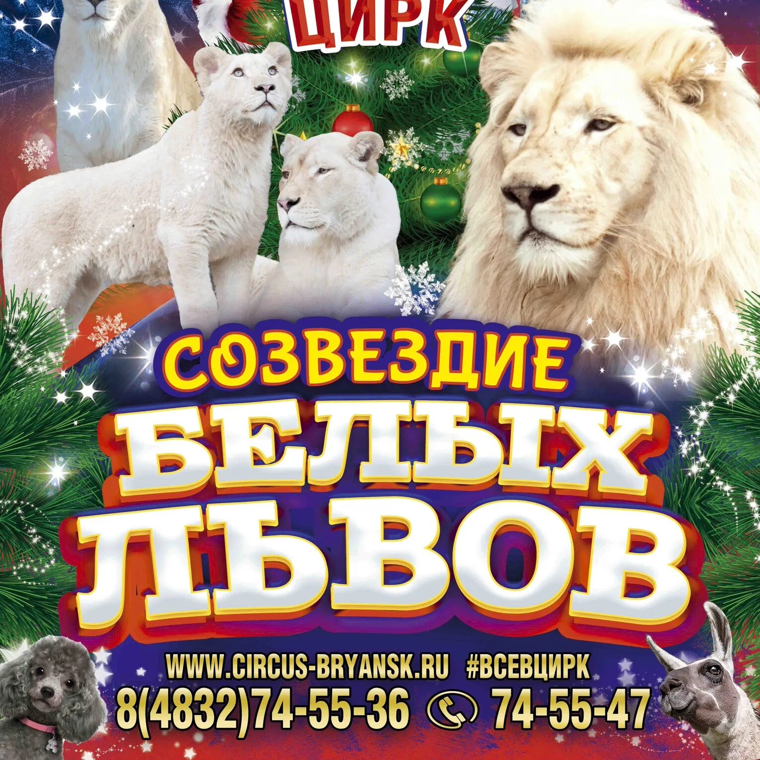 Брянский цирк афиша на март. Брянский цирк. цирк брянск. новогодний цирк брянск. представление в цирке брянск.