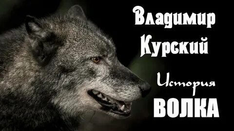 Курский волк