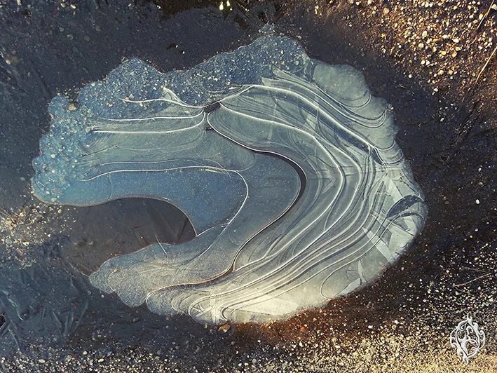Тихо покрывает лед. Лужа покрытая льдом. ледяная лужа. лед на лужах. ледяная корка на луже.